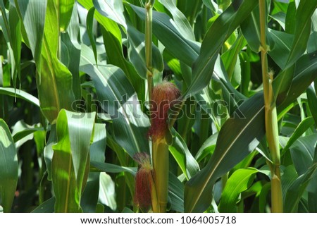 the corn plants