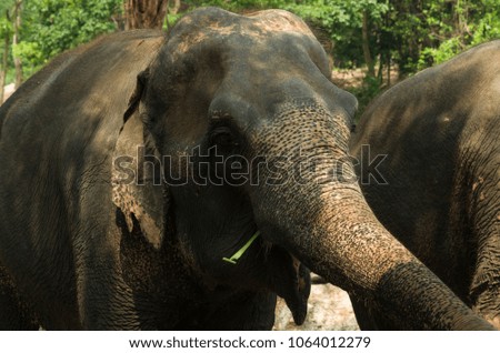 two elephants, closeup picture