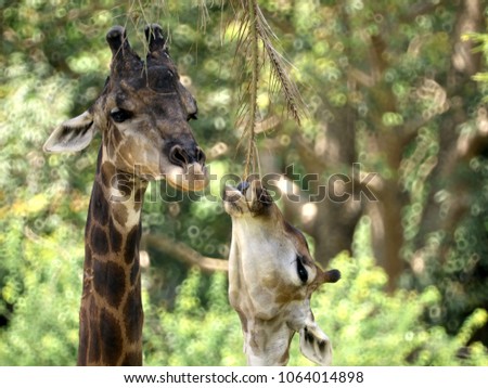 A Photo of a giraffe is looking to his friend eating with beautiful background halo bokeh