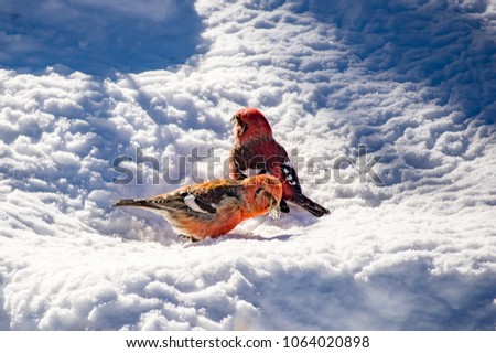 Birds crossbill in the winter forest