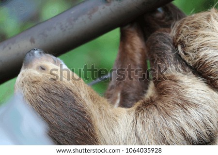 sloth Bear dubai
