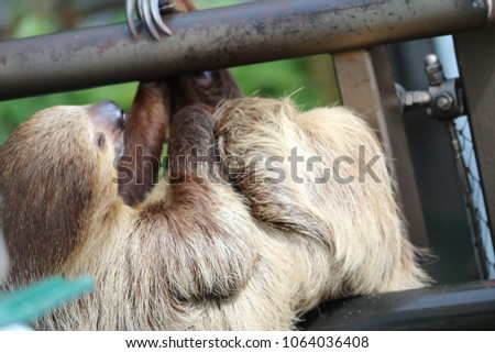 sloth Bear dubai