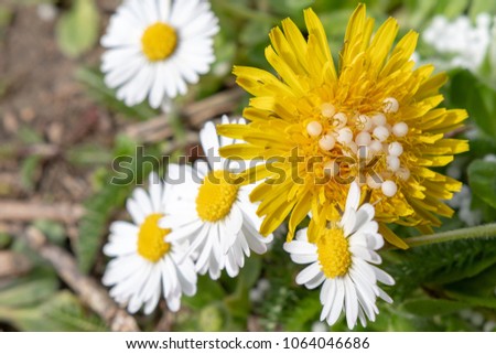 Daisy and yellow flower with globulin