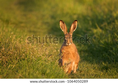 European hare stands on the grass on a beautiful evening light (Lepus europaeus).