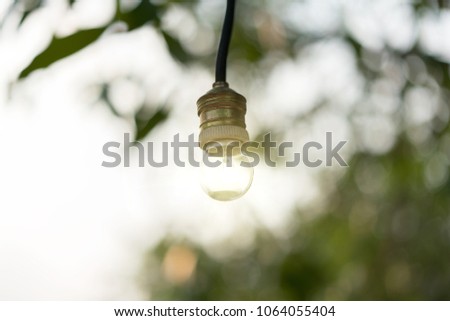 Light bulb from tree with solar energy or green energy concept with tree in the background. Light bulb for idea or success.