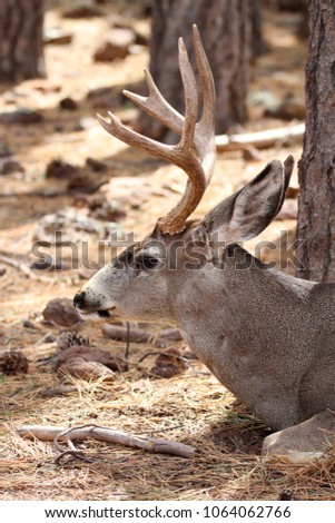 Male mule deer, Odocoileus hemionus
