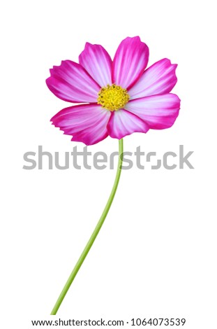 Cosmos flower (Cosmos Bipinnatus) on white background