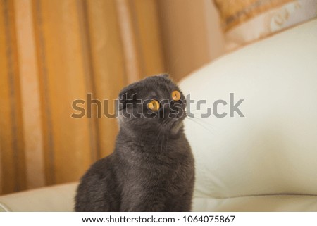 Funny gray scottishfold cat sitting on sofa - domestic pets concept