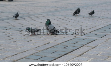 Forage Looking Pigeons