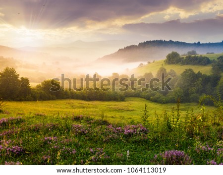 gorgeous foggy sunrise in Carpathian mountains. lovely summer landscape of Volovets district. purple flowers on grassy meadows and forested hill in fog. mountain Pikui in the distance. Royalty-Free Stock Photo #1064113019