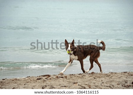 Dog running with Ball on Beach