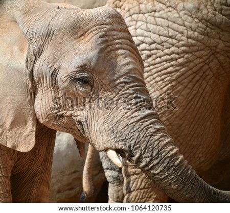 Elephant in africa