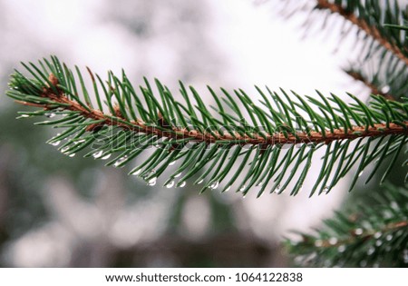 
a branch of pine needles in raindrops