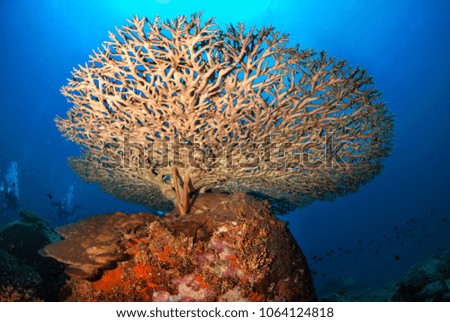 staghorn coral grows near the surface of a coral reef in Losin, Thailand