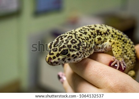 Leopard gecko lizard, close up macro. Cute Leopard gecko portrait (Eublepharis macularius). Leopard gecko on the rock.