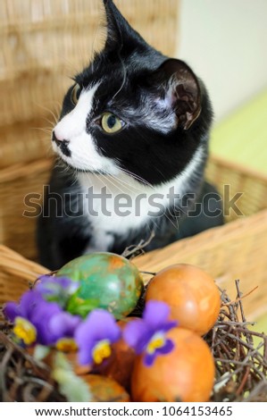 Black&white cat sitting in the basket near birds nest with Easter eggs and purple Violet flowers