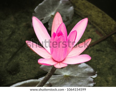 beautiful, pink, lotus flower growing over Mekong River in Vietnam