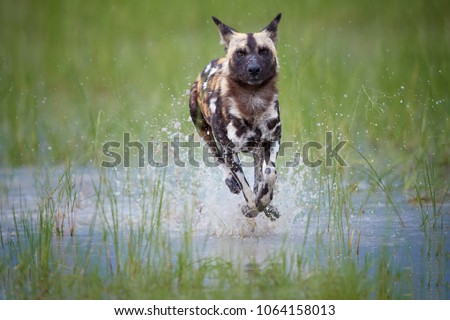 African Wild Dog, Lycaon pictus, running in the splashing water directly at camera.   African wildlife photography, low angle and colorful light. Okavango delta, Botswana. Adventure and Safari concept Royalty-Free Stock Photo #1064158013