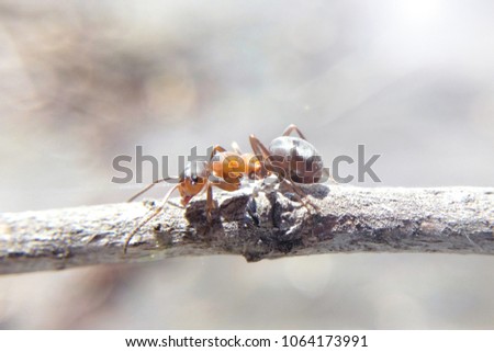 The ant on the branch is a big macronature sunlight blurred background