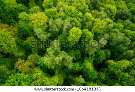 Aerial view o the forest. Beautiful natural background at the summer time