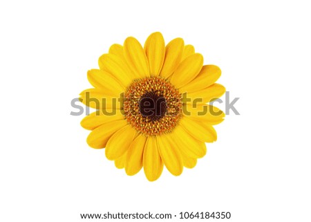 Beautiful gerbera flower with yellow petals and yellow heart on white isolated background. Pattern for the designer.
