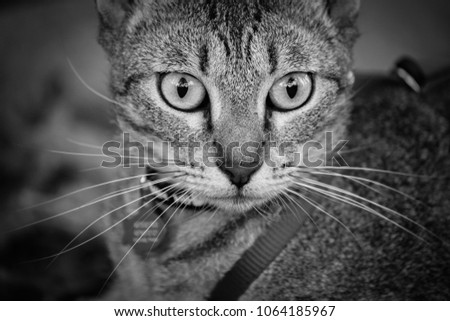 Monochrome Cat Close Up