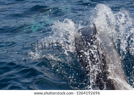 Dolphin trip. Here you can observe dolphins in the ocean, their natural habitat. The location of this photo is Tenerife, Canary Island, Spain.