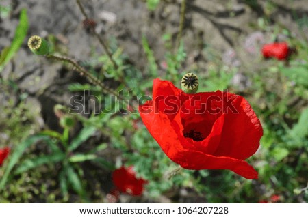 Poppy flower, symbol of ANZAC Day
