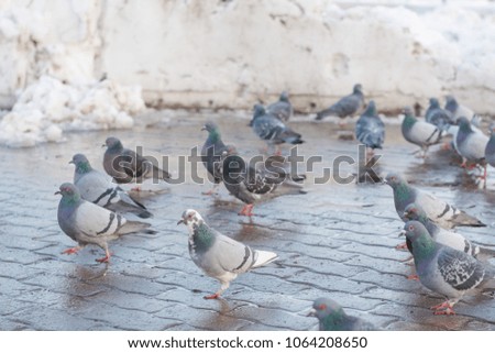 Pigeons on a wet city square in the spring among the snow