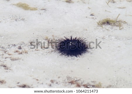 Sea urchin under water on white sand over Zanzibar, Tanzania coast, in the Indian Ocean