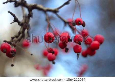 Autumn red berries on branches. Bright red berries on a branch against the blue sky. Red berries silhouettes on a blurred background.