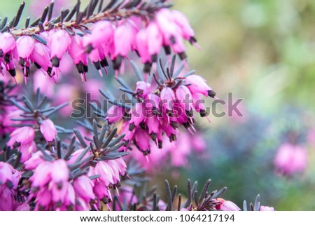 Erica carnea - winter heath, winter flowering heather, spring heath, alpine heath. Close-up of heather.  Royalty-Free Stock Photo #1064217194