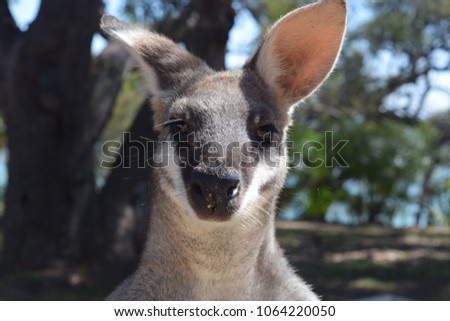 Adult male whip-tailed wallaby looking into the lens of the camera, Queensland Australia