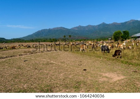 Animal on the rice field