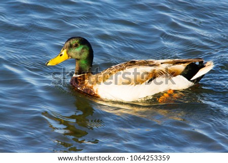 Adult domestic breeding male mallard duck swimming in the ocean by the Pacific Coast Highway, Southern California. Anas platyrhynchos.