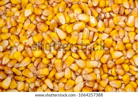 Top view of many loose kernels of yellow dent corn (maize) (binomial name: Zea mays var. indentata) grown for animal feed on a farm, for background or element with themes of harvest, agriculture, food Royalty-Free Stock Photo #1064257388
