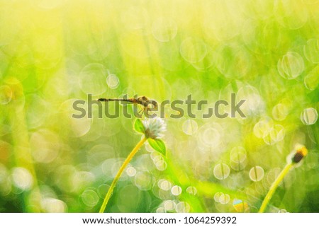 Abstract vintage picture style of dragonfly on green grass and dew drop in sunset time background, selected focus.