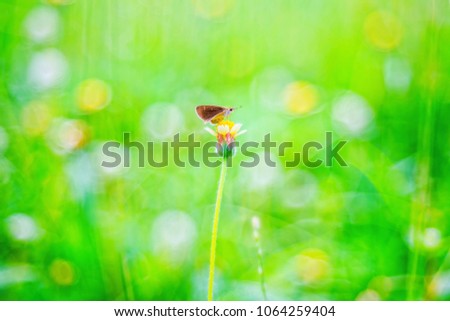 Abstract vintage picture style of butterfly on green grass and dew drop in sunset time background, selected focus.