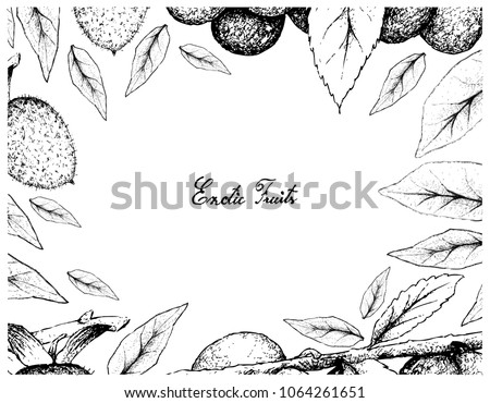 Exotic Fruits, Illustration Frame of Hand Drawn Sketch Bunch of Damson Plum or Prunus Domestica and Diospyros Rhombifolia Fruits Isolated on White Background.
