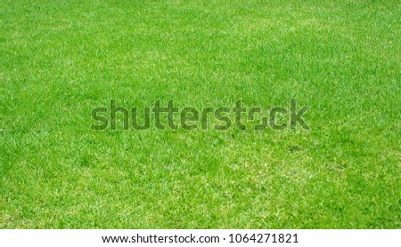 Green lawn pattern textured background,Fresh green manicured lawn close up