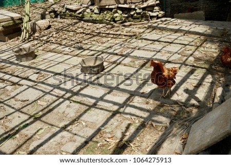 Chickens living in the garden cage