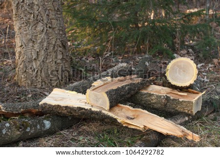Pile of fresh cracked and sawn amur cork tree firewood in the forest

