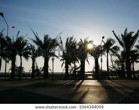 beautiful sunlight  between the palm trees in the evening
