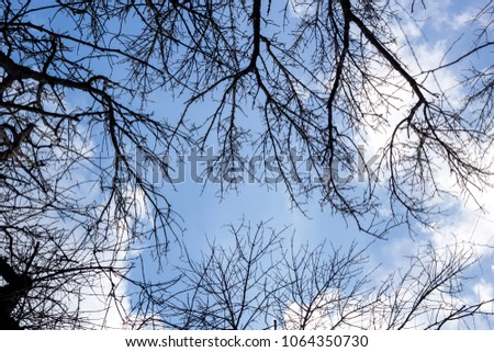 looking up through a leafless tangle of branches on a spring day.