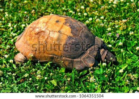 Marginated tortoise, Testudo marginata, turtle in a grassy city park Royalty-Free Stock Photo #1064351504