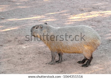 Single Capybara, known also as Chiguire or Carpincho, Hydrochoerus hydrochaeris, in a zoological garden Royalty-Free Stock Photo #1064351516
