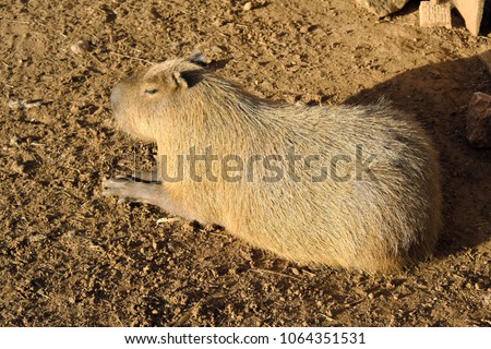 Single Capybara, known also as Chiguire or Carpincho, Hydrochoerus hydrochaeris, in a zoological garden Royalty-Free Stock Photo #1064351531