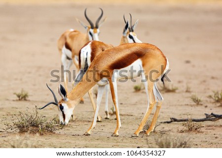 The springbok (Antidorcas marsupialis) an herd of antelope. Antelopes withatypical horn on the sand.