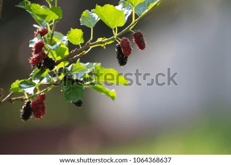 Mulberry tree ,Morus (plant)