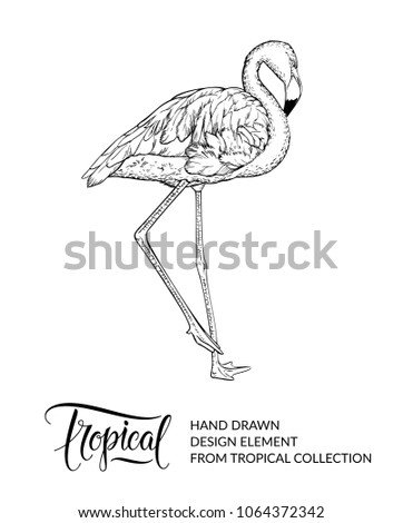 Flamingo isolated. Tropical bird. Exotic design element. Summer graphic. Wildlife animal and lettering. Vector illustration. EPS 10